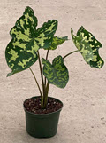 Hilo Beauty Alocasia
